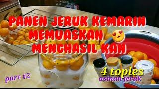 CARA MEMBUAT ASINAN JERUK || ALA MUILANG FAMILY MUDAH SIMPLE DAN PRAKTIS