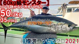 【相模湾コマセキハダ2021】60kg級と50kgモンスター、ほか35kgの備忘録（21/10/28～11/7）五エム丸・長三朗丸