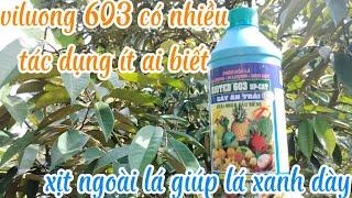 viluong 603 phun khi cơi đot sầu riêng chuyển lụa lá xanh dày bóng lá chi phí thấp