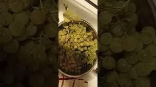 White Grape Harvest | To Yah Be The Glory!