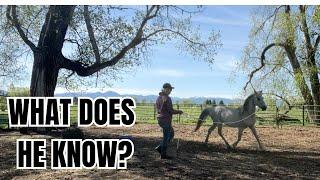 Is it time to ride!?  Evaluating the new Auction Horse!