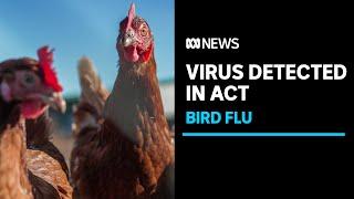 Bird flu case detected at Canberra farm | ABC News