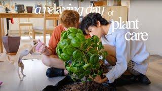 Houseplant Maintenance | mounting a staghorn, plant tips, repot with Chris and Theo