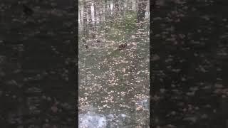Утята. Новый выводок