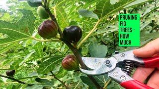 How Much to Prune a Fig Tree: WATCH THIS before Cutting