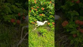 Astonishing Hunt: Witness the Majesty of a White-Plumed Cattle Egret in Action! #beautiful #nature