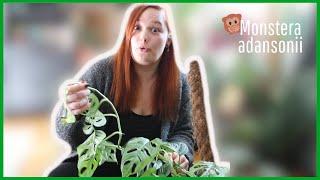 Monstera adansonii - Ableger schneiden & umtopfen | Plants #5