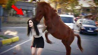 30 Dangerious Horse Kicks Moments Caught on Camera !