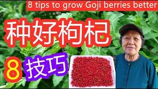 8个技巧令枸杞种植得更好| 8 tips to grow Goji berries (wolf berry) better （点CC看到字幕）(English subtitles)