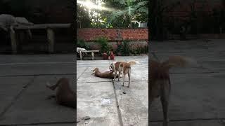 Dog show1#shorts