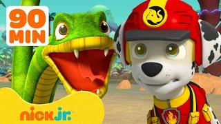 PAW Patrol Jungle Pups Find a Hidden Jungle!  w/ Marshall & Rubble | 90 Minutes | Nick Jr.