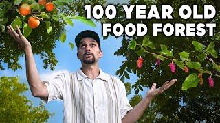 Inside America's Forgotten Food Forest