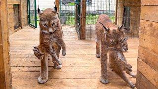 LYNX KITTENS run out of hiding and lynxes catch them in the rain/Little lynx falls asleep in my arms