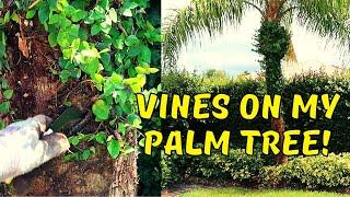 Clearing Vines From My Palm Tree - Weekend Warrior