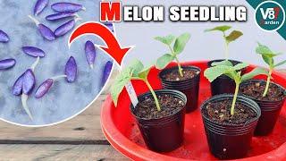 How to Successfully Plant Melon Seedlings in Your Garden
