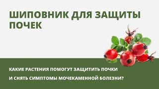 Шиповник для защиты почек. Как пить шиповник? Фитотерапия с Максимом Эрмансон