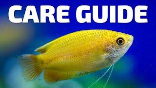 Care Guide for Honey Gourami - Aquarium Co-Op