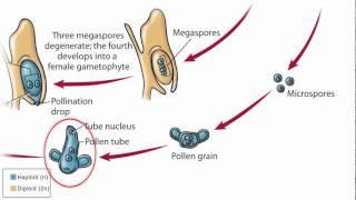 Conifer Life Cycle