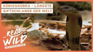 2+ Stunden giftige Tiere | Doku zum Einschlafen | Real Wild Deutschland