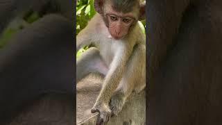 #Animakey #mom&baby#lovelymonkey#babysocute#viral#animals#youtube#shorts#like#Subscribe#…