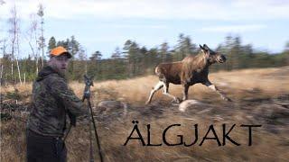 Älgjakt i Värmland - Moose hunting in Värmland