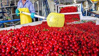 Cherry Harvest Process | How Cherries Are Packed In The Factory | Modern Cherry Harvesting Machine