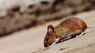 Farmers at ‘mental breaking point’ amid NSW mice plague