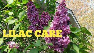 Lilac Care