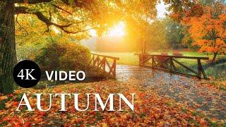 Relaxing Guitar Music for Stress Relief: 2 Hours of Autumn Scenery with Calming Fall Ambiance (4k)