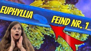 HILFE! Ich habe EUPHYLLIA FRESSENDE PLATTWÜRMER EEFW: Meine Maßnahmen, Erfahrungen &Aquarium Update