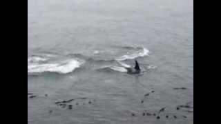 Southern Resident Orcas at Lime Kiln Point State Park