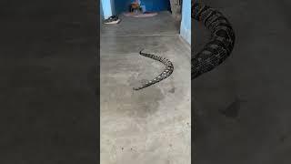 Snake sound #snake #snakevideo #trending #viralvideo