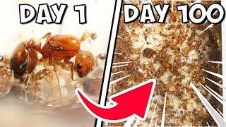 I Kept Fire Ants For 100 Days, THIS Happened