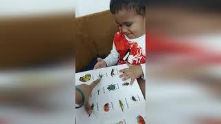 1 year old baby Prince identifying 8 insects | India Book of Records | Kids Learning Video |