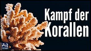 How corals fight each other | AquaOwner