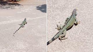 Wild Iguana Crossing The Road