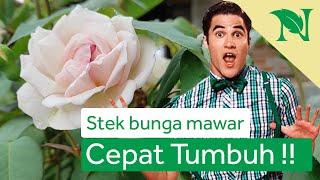 Cara Stek Bunga Mawar Agar Cepat Tumbuh (Menanam Mawar)