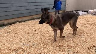 muddy backyard fix if you have dogs