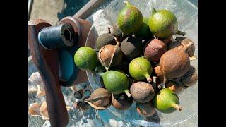 Growing, Harvesting, and Cracking Macadamia Nuts in Florida - Dana White Macadamias