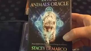 Divine Animals Oracle Deck Review and Walk-through