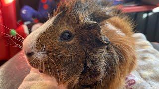 [ASMR] My Guinea Pig, Zeus, Eats Veggies