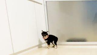 Shiba Inu so excited to play that he pooped out #shorts