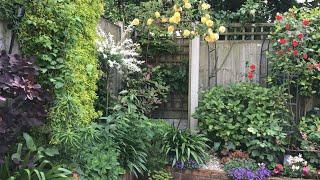 Early June small garden update 🪴 6/6/2024