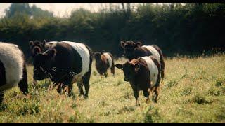 Galloway Cattle | All About The Wonderful Breed | GCSNZ