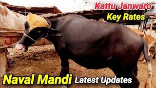 Kattu Janwaro Key Rates Naval Mandi Latest Updates | @Shah_Times Chalo Phir