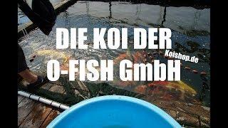 Koiteichblog [63]  Die Koi von der O-Fish GmbH (Koishop.de)