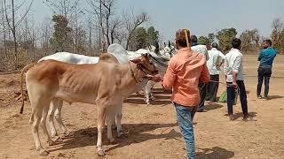 har har mahadev Barghat , Bhadu kota parswada Balaghat pat pratiyogita ox race