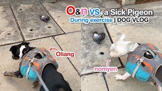 Oliang and nomyen The Pit Bulls VS.a SickPigeon on the exercise day | DOG VLOG | Dog REACTION