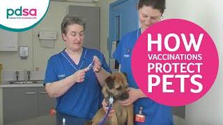 PDSA Vet Advice: How Vaccinations Protect Pets