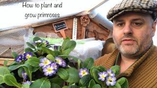 How to plant and grow primroses #gardening